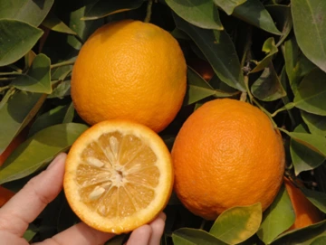 Seville or standard sour orange.