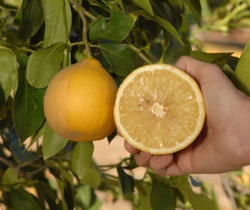 Bergamot sour orange hybrid.