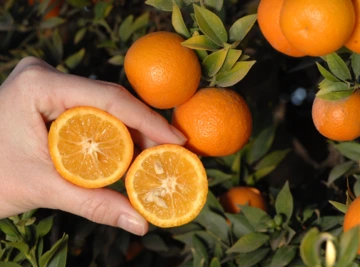 Chinotto orange.