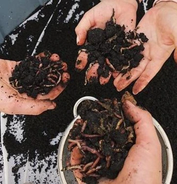 hands holding worms and worm casting