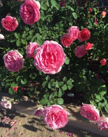 Pima County Rose Garden Bushes 2