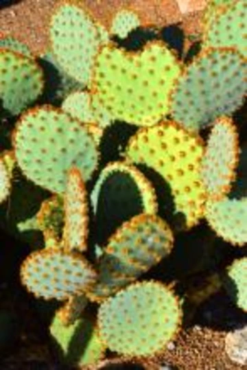 prickley pear cactus