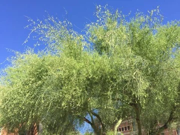 Photo of witches broom