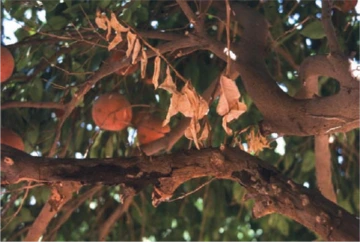 Hendersonula damage to citrus limbs