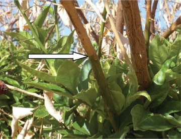 Freeze-damaged lemon branches