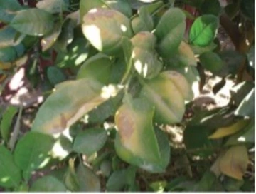 Large bleached out patches on individual leaves