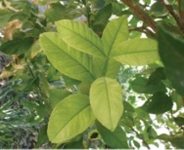 Pale Green Leaves with Darker Green Veins