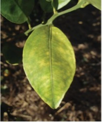 Leaves with Asymmetrical Green Mottling and/or Prominent Midvein