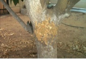 Patches of Pealing or Scaling Bark on Trunk or Major Limbs