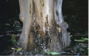 Lesions (Often Exuding Resin) on the Lower Section of the Trunk