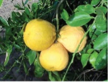 Thick Peel and PUffy, misshapen fruit