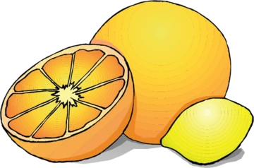 citrus illustration