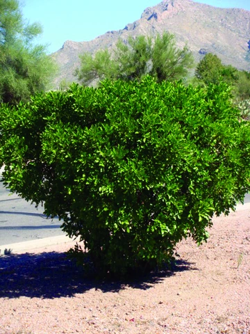 Texas mountain laurel