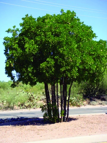 Texas mountain laurel