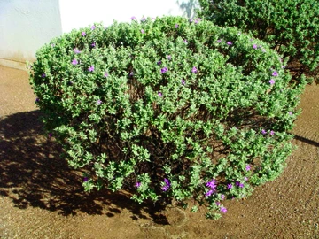 Texas ranger shrub