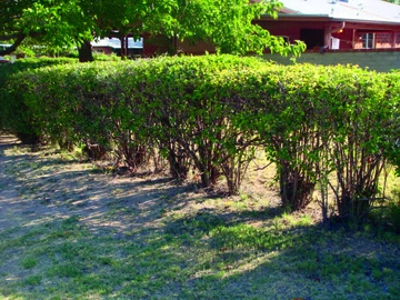 sample of the top of hedges