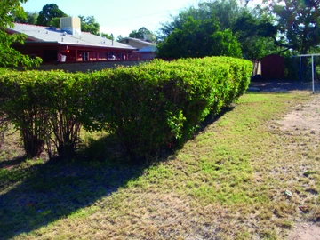 sample of the top of hedges