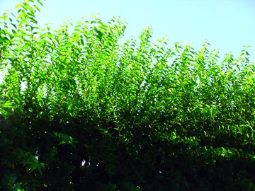 Branches extending the top of a formal hedge