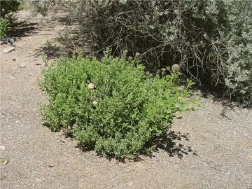 shrub