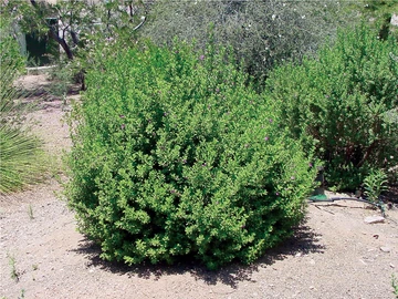 shrub