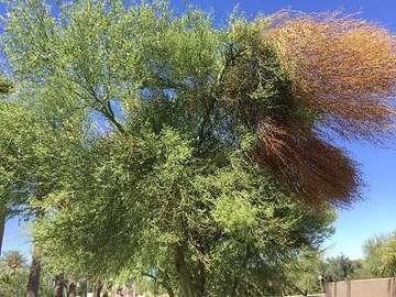 Photo of witches broom dieback