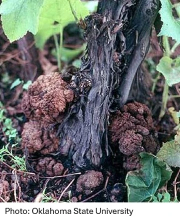 Woody growths on grape vine trunk