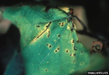 Brown spots with yellow halo on green grape leaf