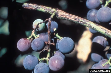 Purple grapes on stem