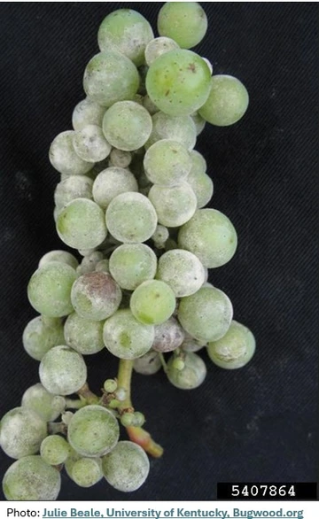 White mildew on grape bunch