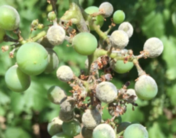 Green grapes with white coating