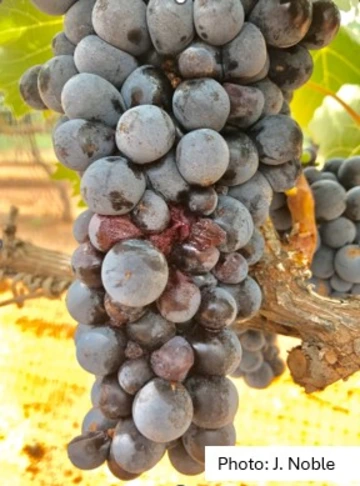 Purple grape bunch with a few brown grapes