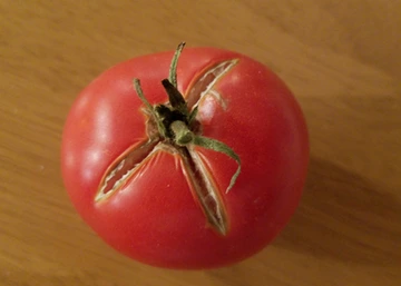 Red tomato with cracks on top 