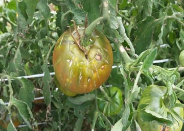 Green tomato with several small indentations