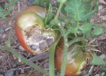 Tomato with large white spot