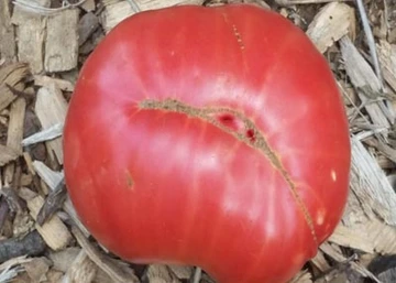 Red tomato with scar on top