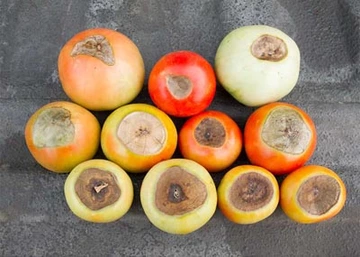 Several tomatoes with brown spots on top