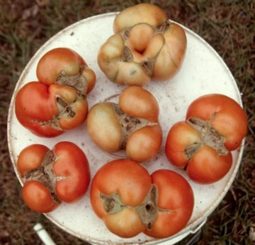 Plate of deformed tomatoes