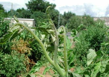 Tomato plant with damaged stems