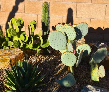 cacti