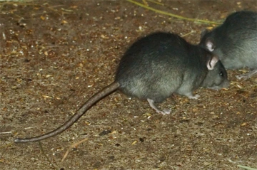 Photo of a roof rat