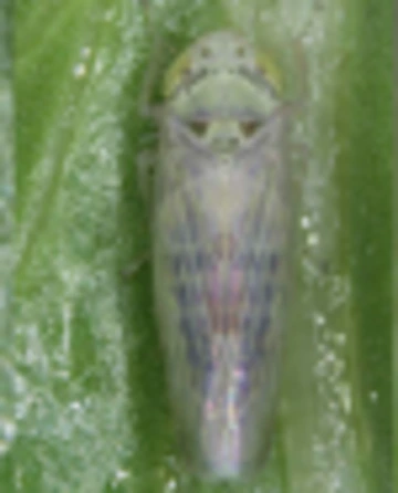 Adult beet leafhopper.