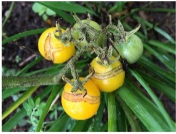 Tomato: Fruit cracks