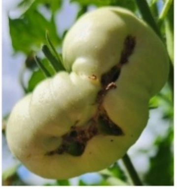 Tomato Cat-facing.