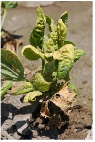 Beet curly top virus geminiviridae common bean