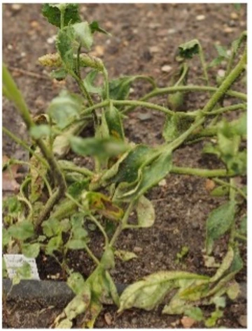 Tomatoes with Fusarium 