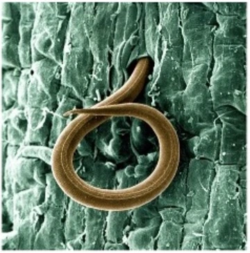 A larva of root-knot nematode penetrating a tomato root.