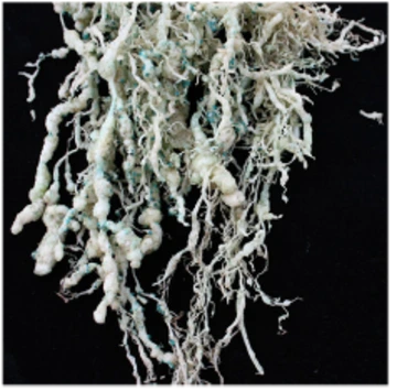 A tomato root infected with root-knot nematodes.