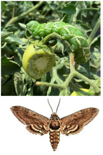 Larva and adult of the tomato hornworm, also known as the five-spotted hawk moth. 