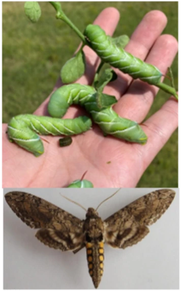 Larva and adult of the tobacco hornworm
