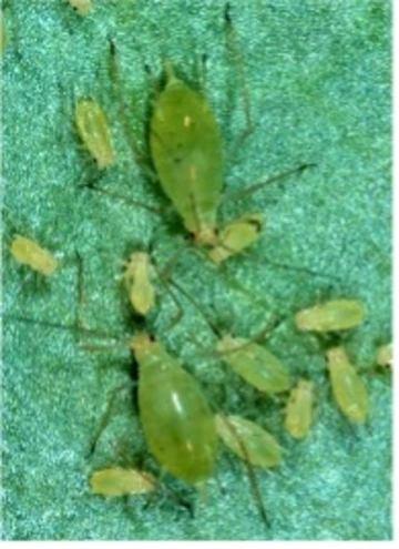 A group of potato aphids attacking a plant. 